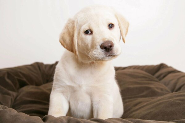 A small Labrador puppy is sitting on his couch