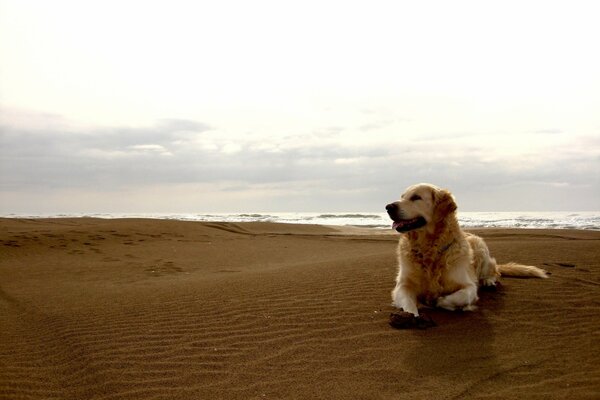 A golden dog on the seashore. Sandy beach