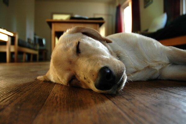 Perro blanco durmiendo en el Suelo de la habitación