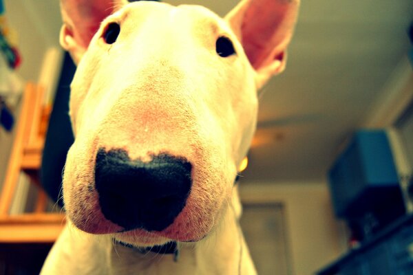 Bull Terrier vous a apprécié