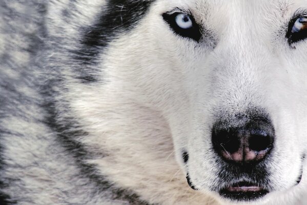 Weißer Wolf mit blauen Augen