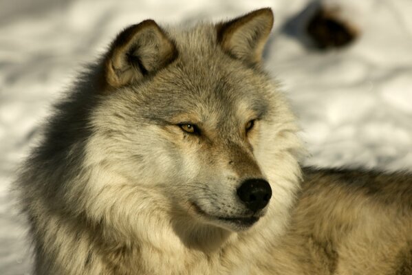 The muzzle of a wolf-like husky