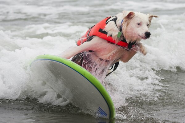 Les chiens montent aussi sur une planche d eau