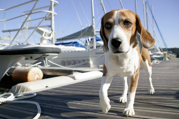 Der Hund geht am Yachthafen vor dem Hintergrund der Yachten entlang