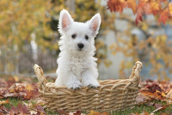 Pequeño perrito peludo blanco en una cesta en la naturaleza