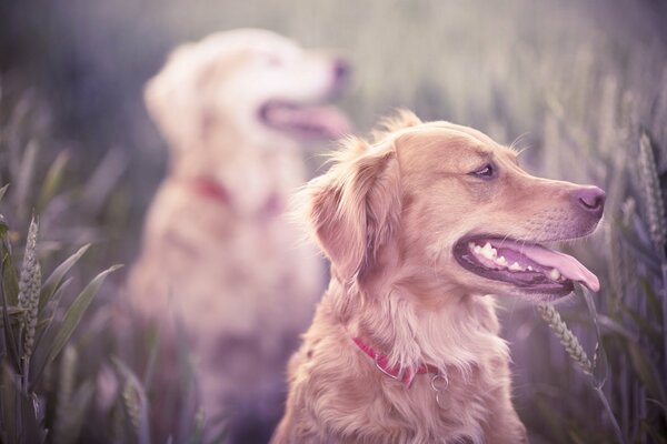 Goldene Hunde auf einem Spaziergang im Feld