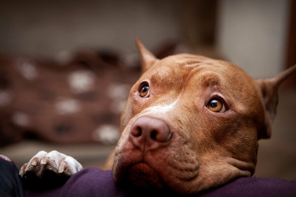 Sguardo dedicato sveglio del pitbull