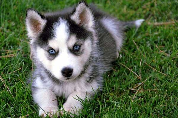 A husky puppy is a baby in the grass