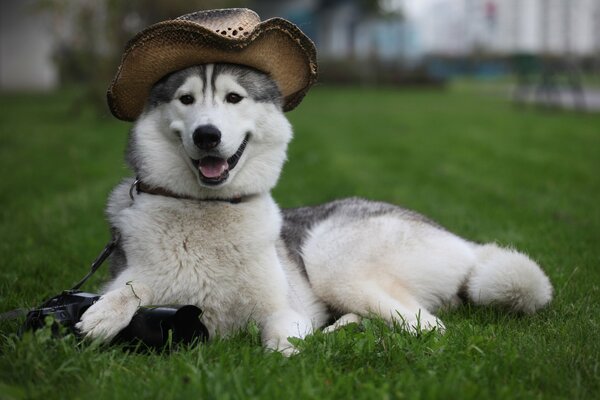 Laika posiert in einem Cowboyhut für ein Foto