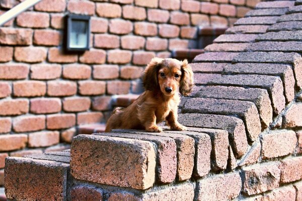 Dachshund on the background of a brick wall