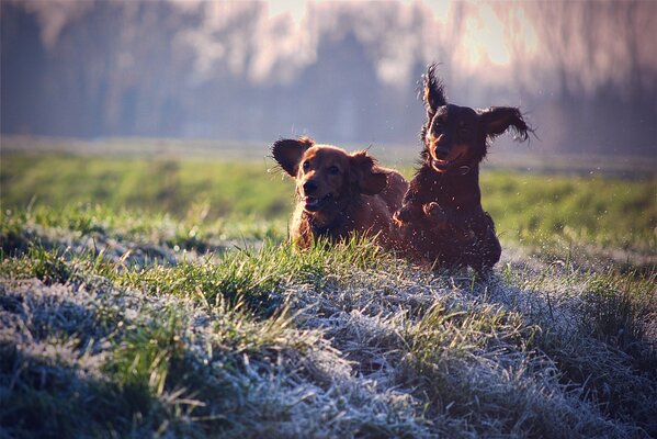 Ein freudiger Spaziergang der Hunde durch das Gras