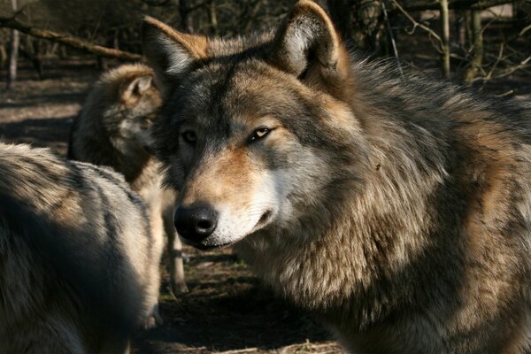 Der graue Wolf mit seinem Rudel