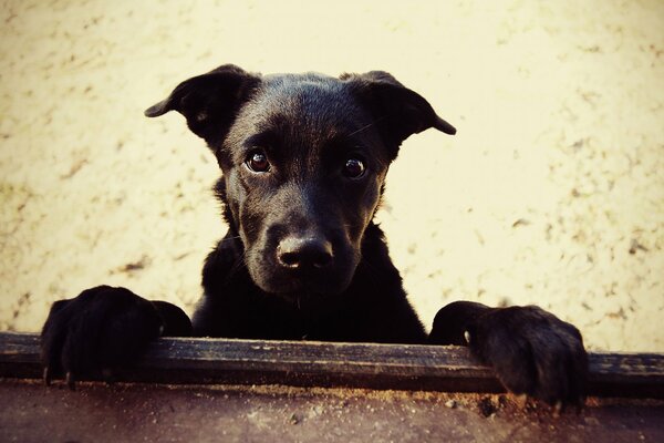 Schwarzer Hund im Sand mit schwarzen Augen