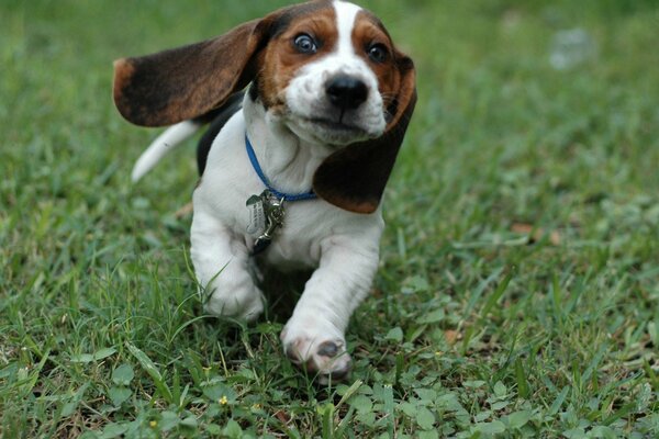 Прикольный пёс бежит по траве