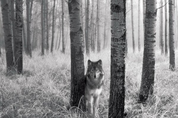 Black and white picture of a lone wolf among the birches