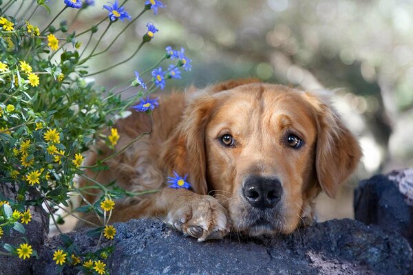 A brown retriever lies next to wildflowers