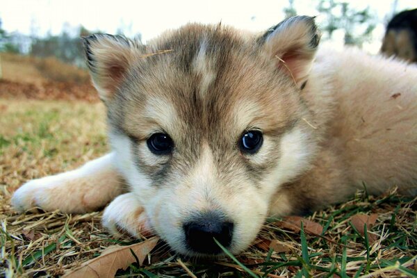 El pequeño cachorro yace en la hierba y las hojas