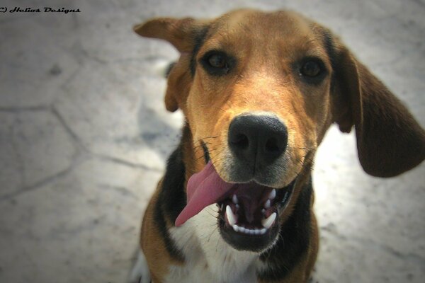 Chiot se réjouit et rencontre