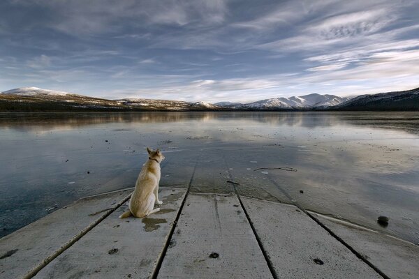 El perro Mira el lago y las montañas