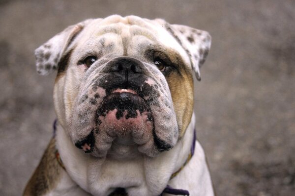 Sad dog bulldog with a big muzzle