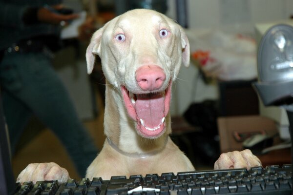 Unusual white dog next to the keyboard