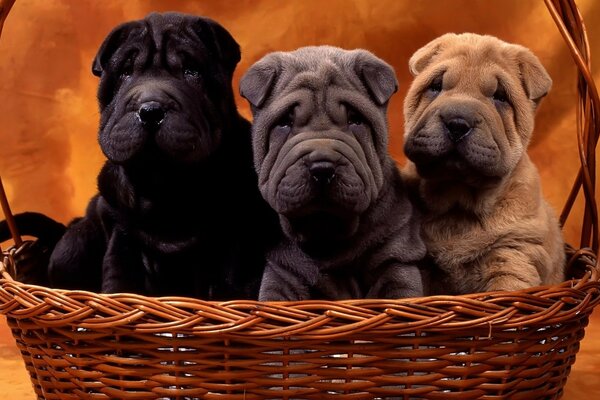 Tres Shar Pei de diferentes colores en una cesta