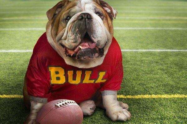 Perro Bulldog con pelota sentado