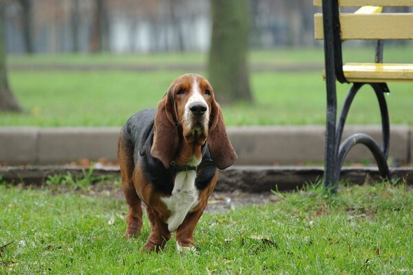 A dog on a walk in a green park