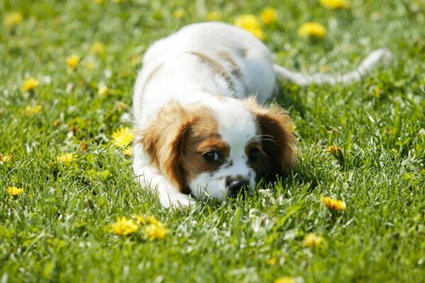 Cucciolo di spaniel sull erba in denti di leone