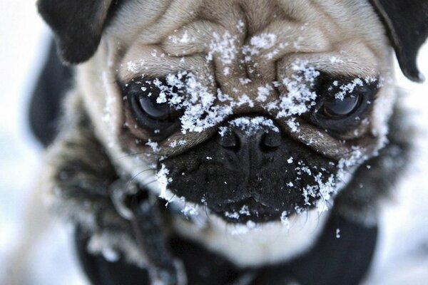 Der Kopf eines Hundes der Rasse Mops