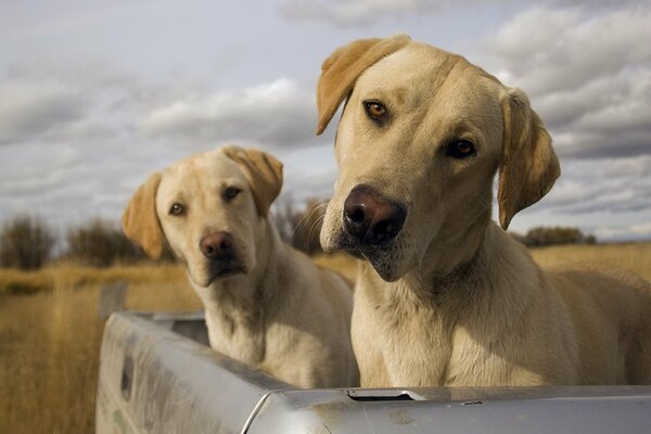 Labrador gemelos en el Maletero de un coche