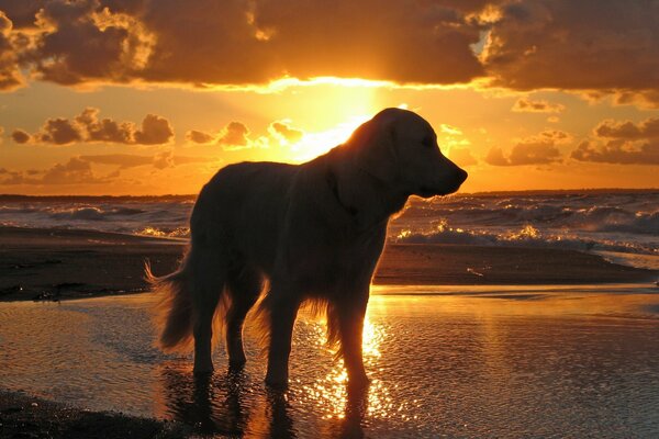 Dog on the beach at sunset