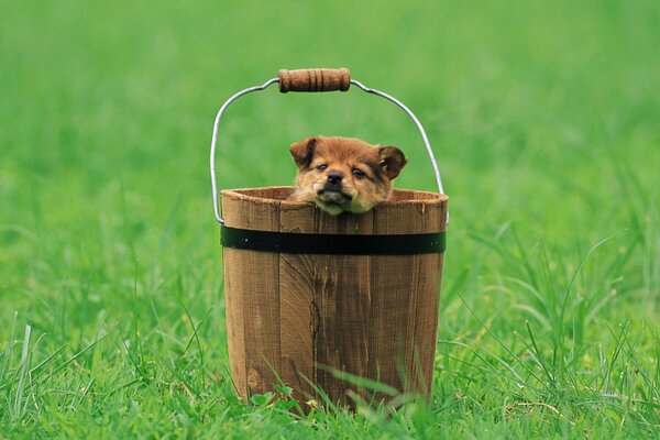 Cucciolo su una radura verde seduto in un secchio