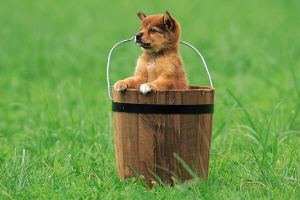 Petit chiot dans un seau dans la Prairie