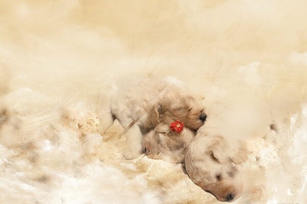 Small puppies on a delicate background