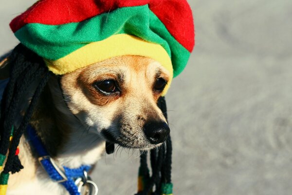 Cute dog with dreadlocks in a rasta hat