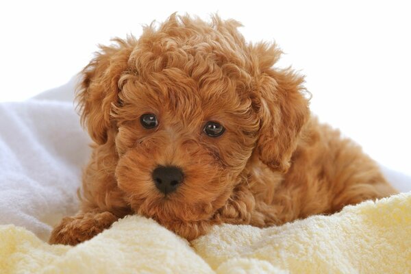 Pelirroja rizado pequeño cachorro