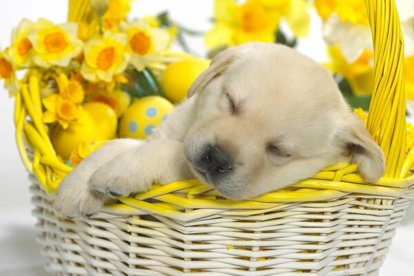 A little white puppy sleeps in an Easter basket