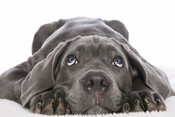 Cucciolo grigio che guarda in alto