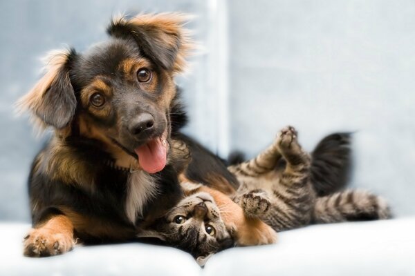 Dog and cat are inseparable friends