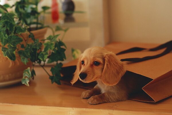 Cute puppy in a bag at the plant