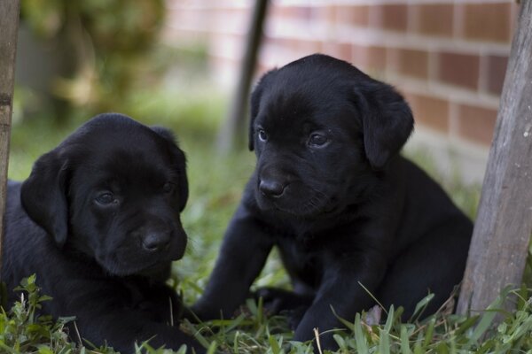 Two black Labrador puppies