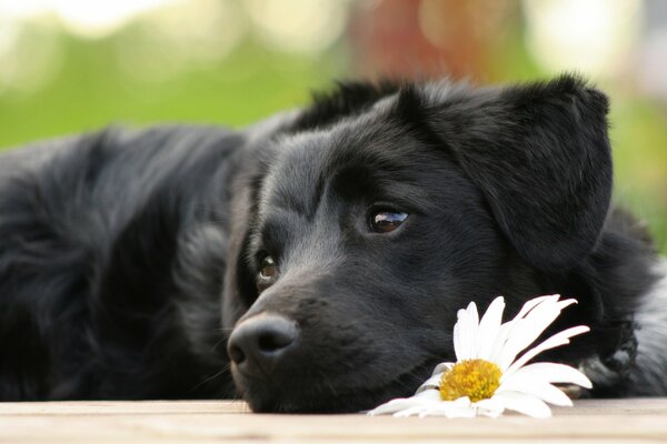 Un perro negro espera a su dueño