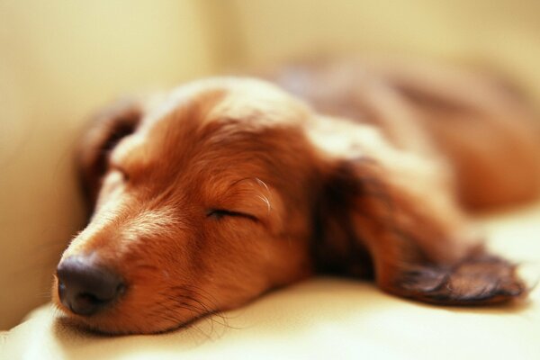 Cute dachshund sleeping on the couch