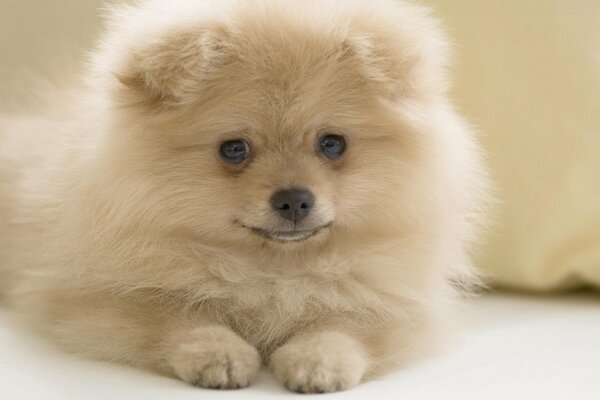 Pequeño perro blanco peludo