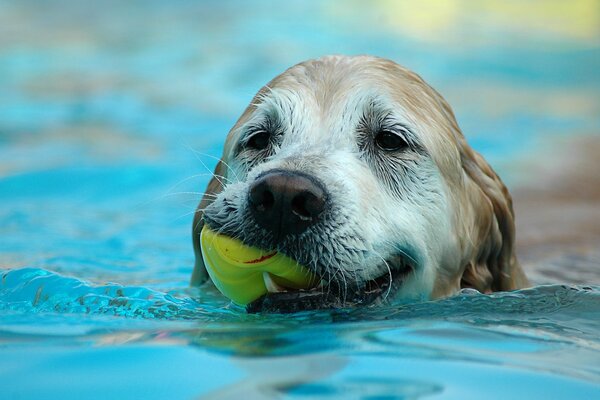 Dog swims with a toy in his mouth