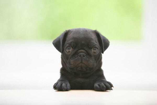 Black snub-nosed puppy