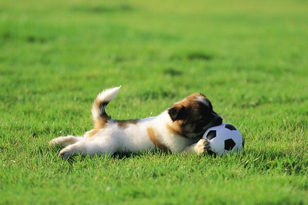 Mały szczeniak leży na trawniku z piłką nożną