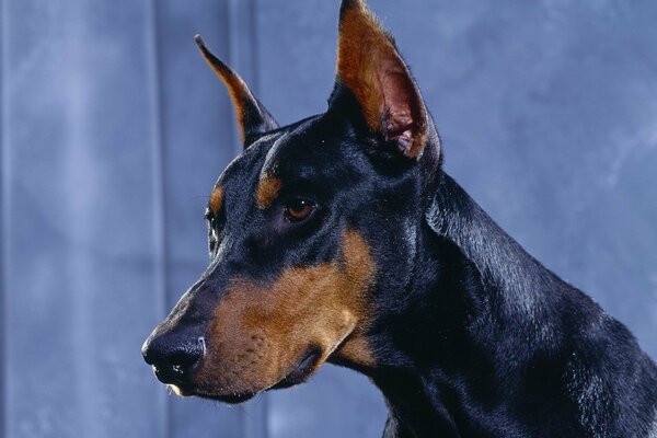 Hund der Rasse Dobermann auf blauem Hintergrund