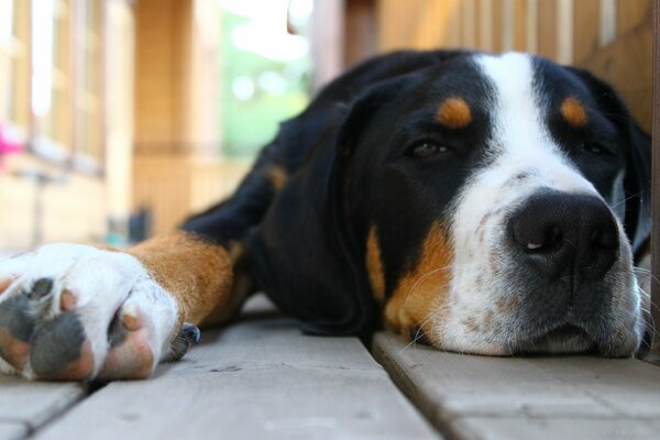 The dog is lying on the floor resting